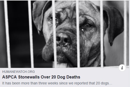 ASPCA Stonewalls Over 20 Dog Deaths